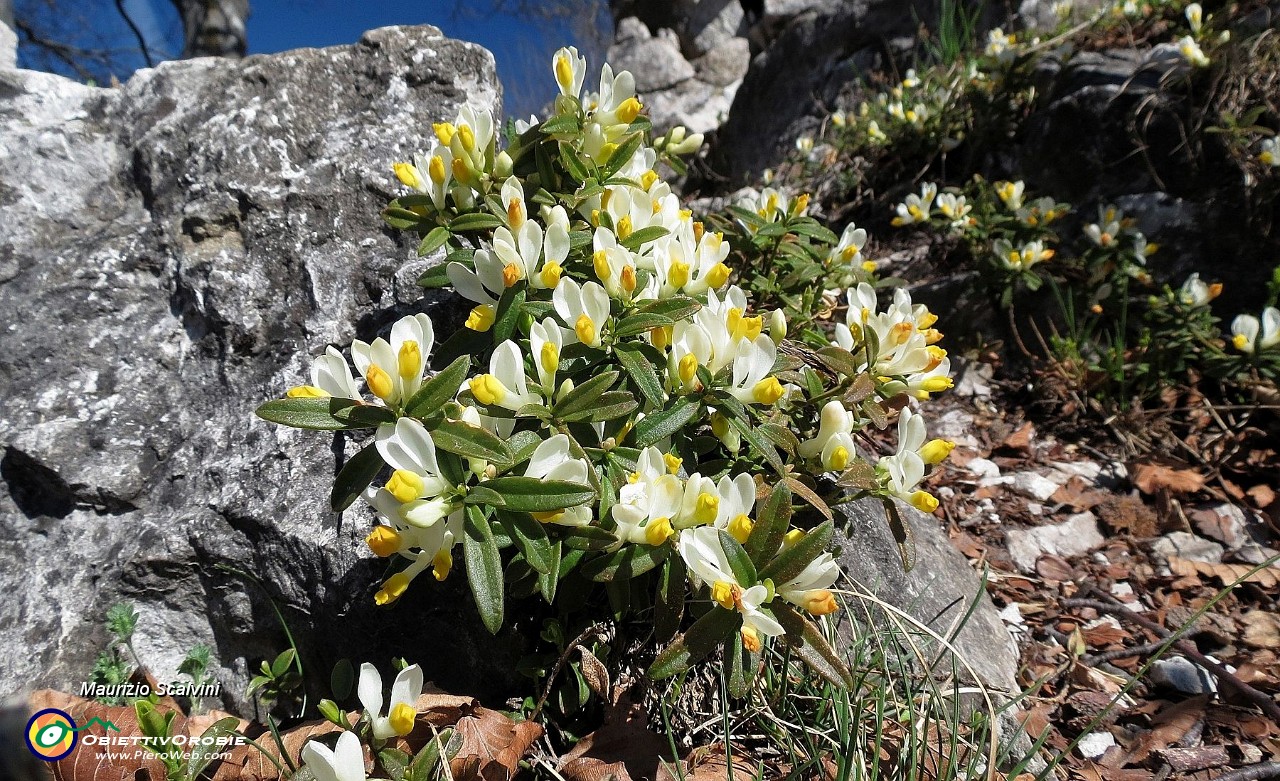 24 Polygala....JPG